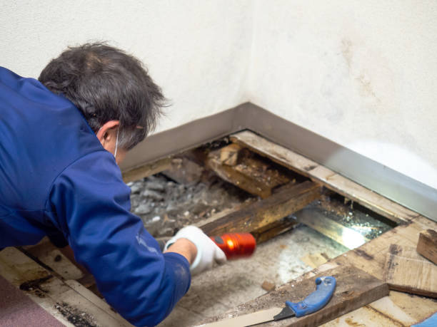Best Certified Mold Removal  in Rushford, MN