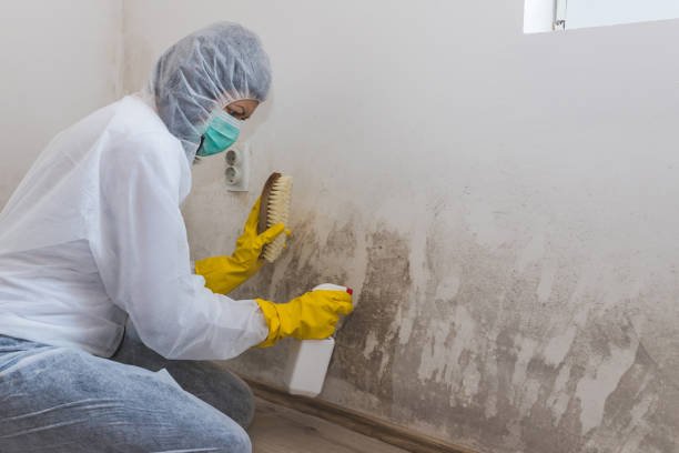 Best Mold Removal and Inspection  in Rushford, MN