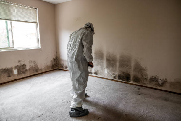 Best Attic Mold Removal  in Rushford, MN