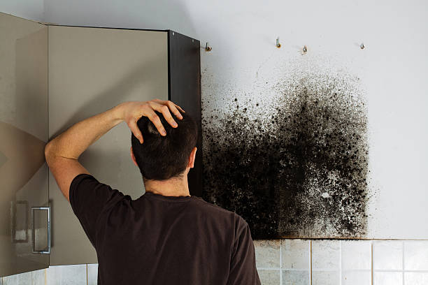 Best Office Mold Removal Services  in Rushford, MN