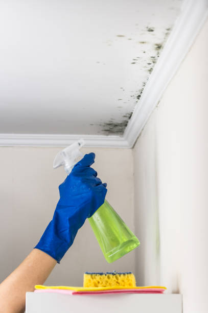 Best Mold Testing  in Rushford, MN